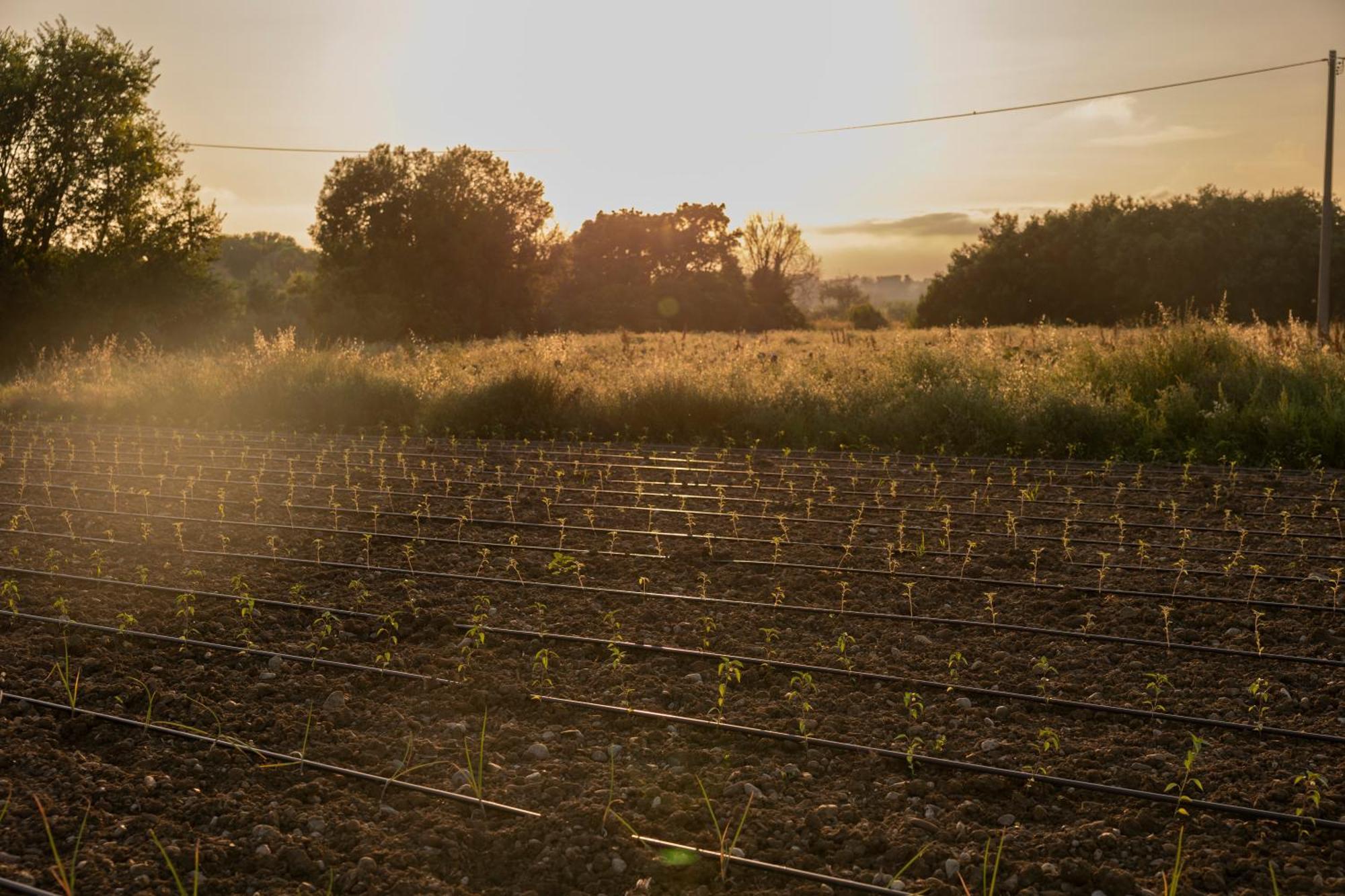 Vila Agri Charme Tenuta Picilli Albanella Exteriér fotografie